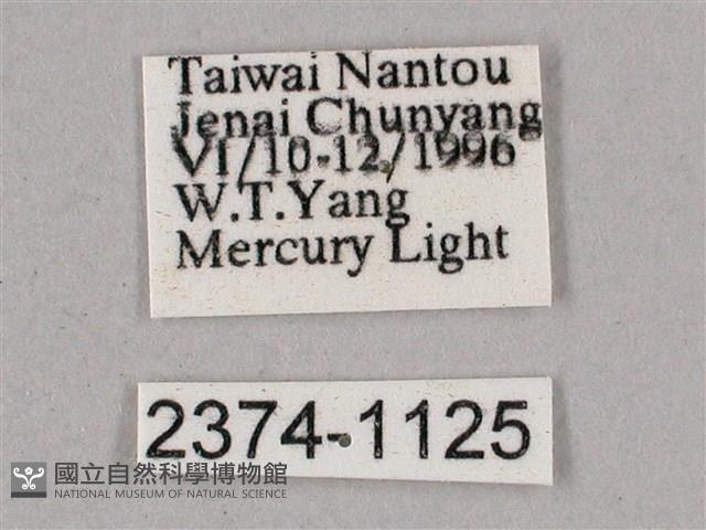 榆綠天蛾藏品圖，第3張