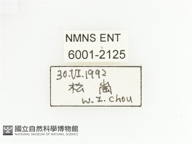 三輪長腳花金龜藏品圖，第2張