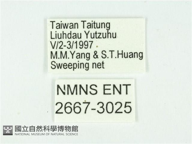 叉紋閃舞蛾藏品圖，第3張