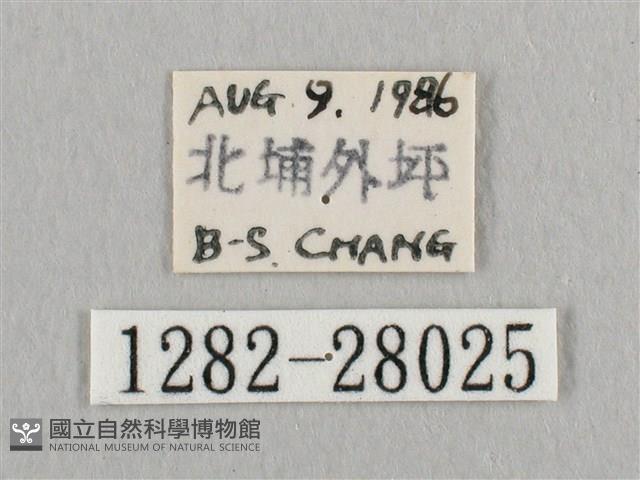 枯葉紋鉤蛾藏品圖，第3張