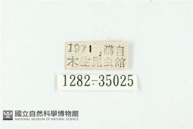 鋩灰蝶藏品圖，第3張