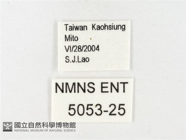 鑲邊尖粉蝶藏品圖，第3張