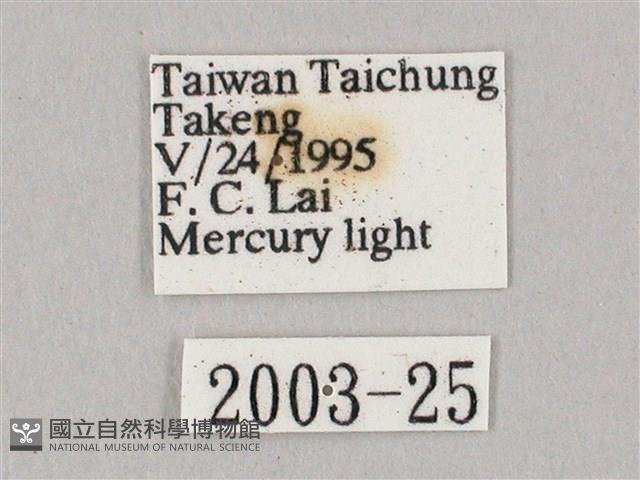 白點天蛾 藏品圖，第3張