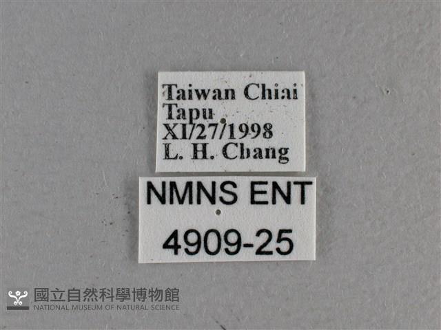 寬邊橙斑弄蝶藏品圖，第3張