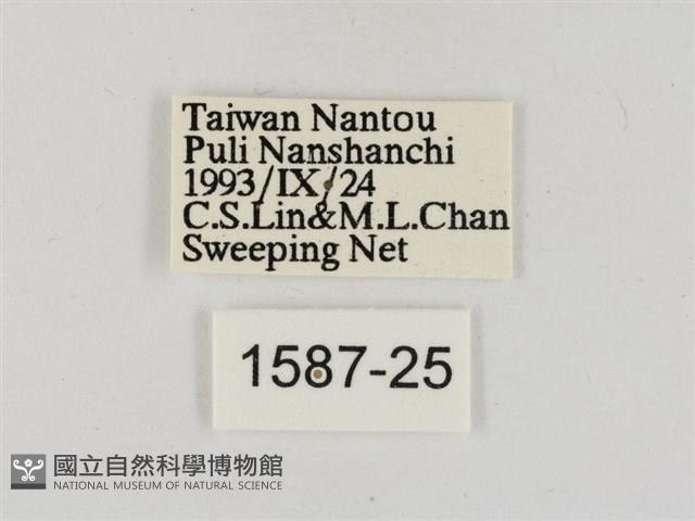 淡褐脈粉蝶藏品圖，第3張