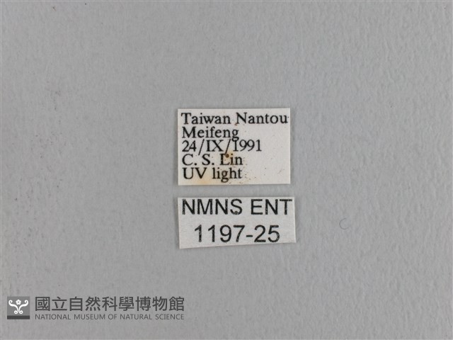 波紋枯葉蛾藏品圖，第3張