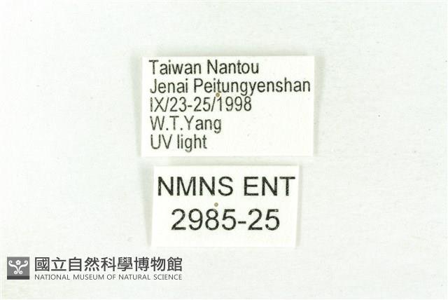 樹形尺蛾藏品圖，第3張