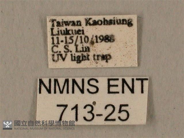 半緣缺角天蛾藏品圖，第3張