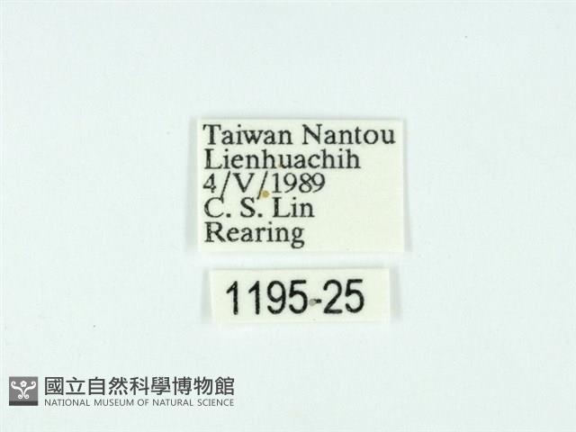 黃肩奇蛾藏品圖，第3張