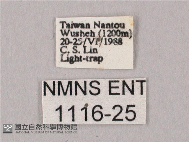 栗六點天蛾藏品圖，第3張