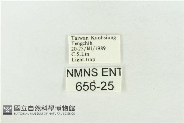 素木綠刺蛾藏品圖，第3張