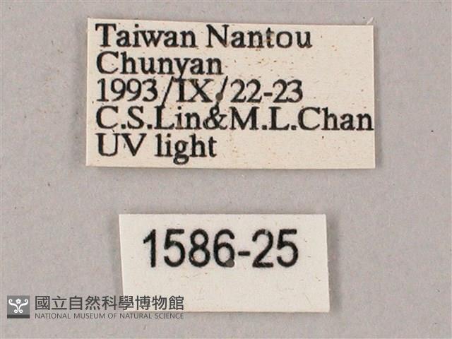 綠背斜紋天蛾藏品圖，第3張