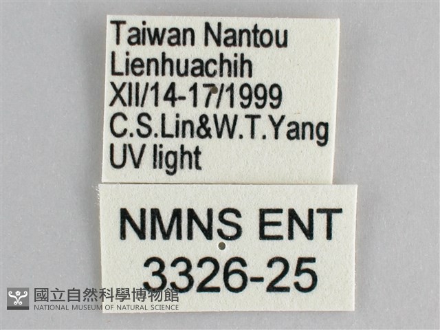 森林暮眼蝶、黑樹蔭蝶藏品圖，第3張
