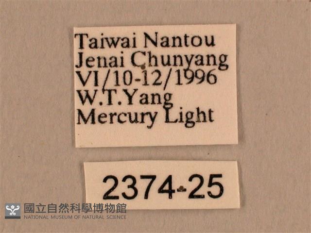 背線天蛾藏品圖，第3張