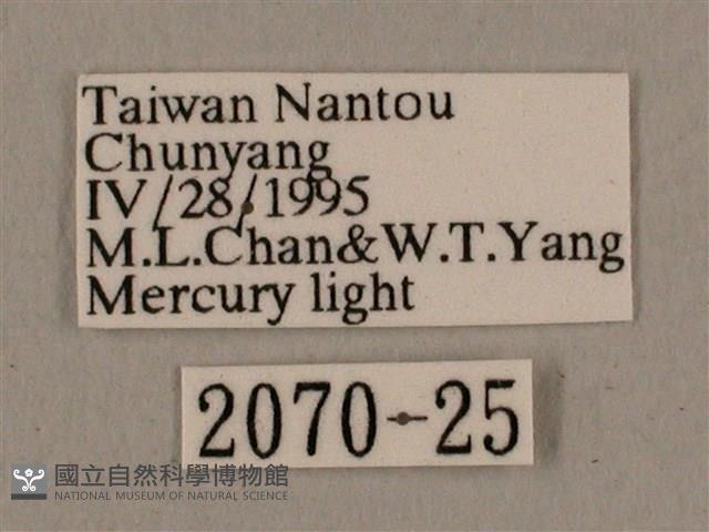 廣東鷹翅天蛾藏品圖，第3張