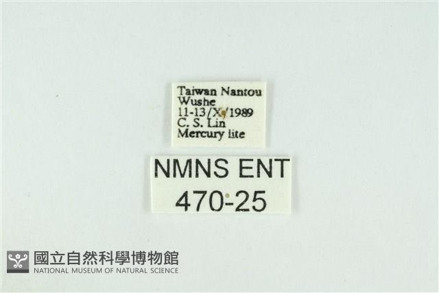 黑翅黃毒蛾藏品圖，第3張