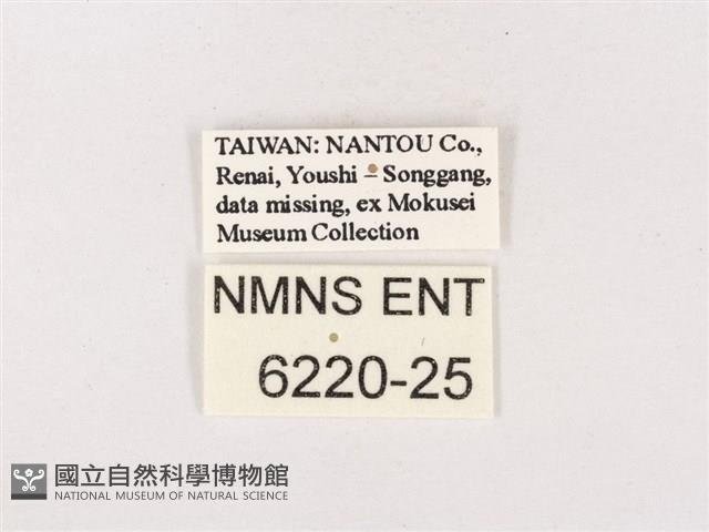 折線灰蝶藏品圖，第3張