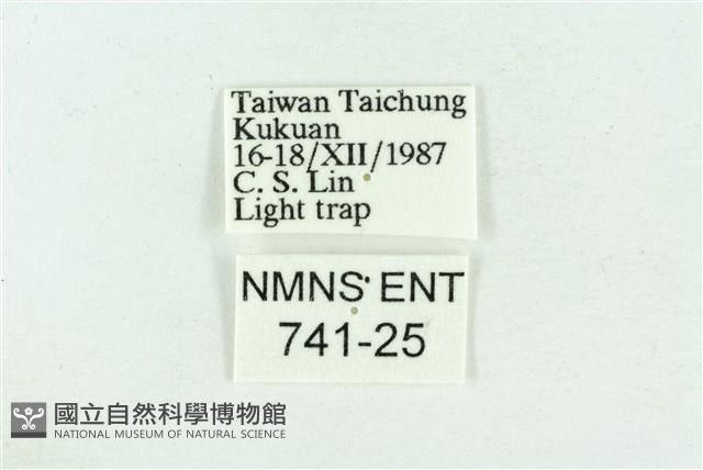 粉紅帶散紋夜蛾藏品圖，第3張