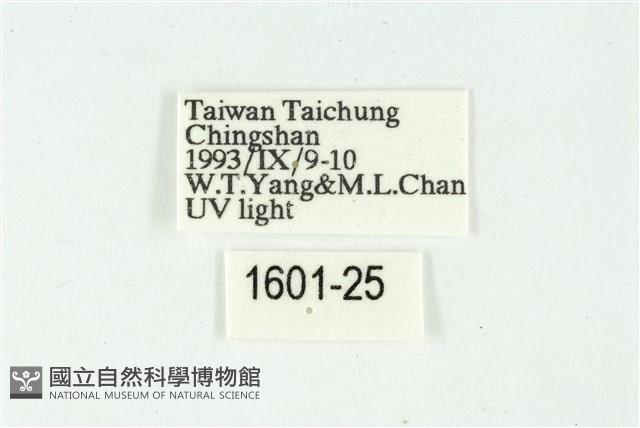 白斑散紋夜蛾藏品圖，第3張