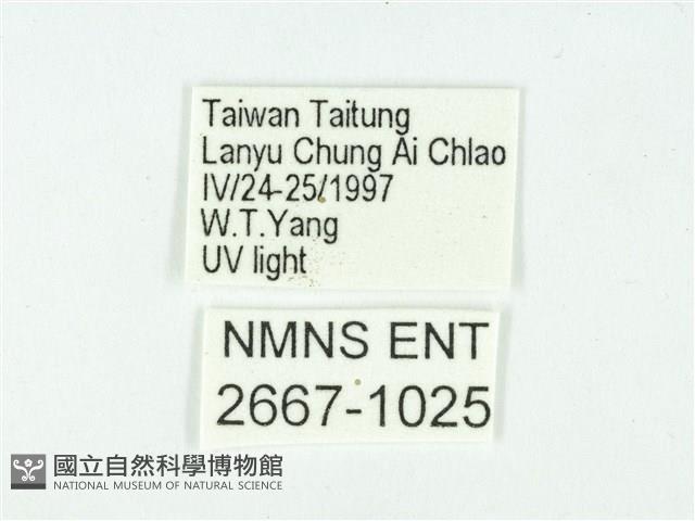 叉紋閃舞蛾藏品圖，第3張