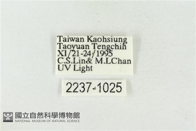 淡紅線波紋蛾藏品圖，第3張