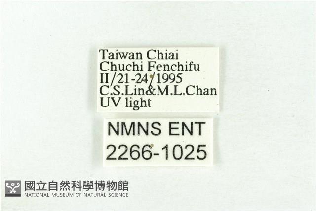 樹形尺蛾藏品圖，第3張