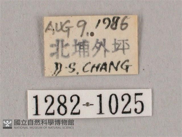 黑角六點天蛾藏品圖，第3張