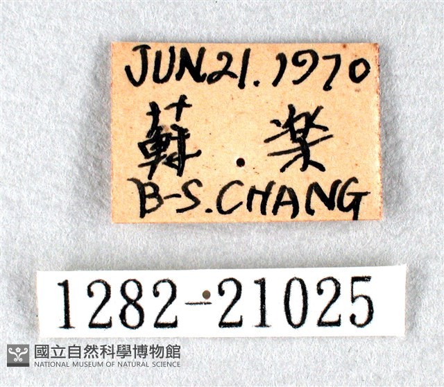 白弄蝶藏品圖，第3張