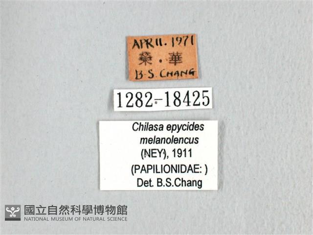 黃星斑鳳蝶藏品圖，第3張