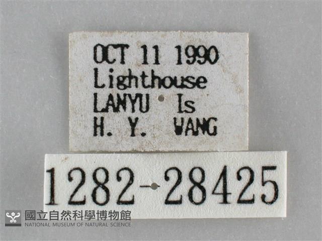 後黃長喙天蛾藏品圖，第3張