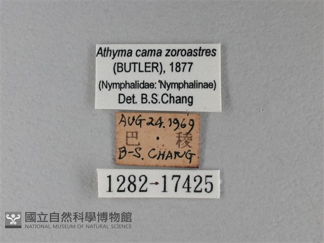 雙色帶蛺蝶藏品圖，第3張