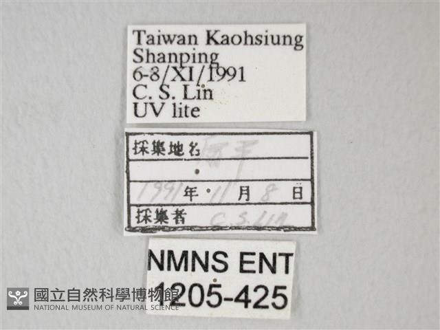 臺灣卵翅蛾藏品圖，第3張