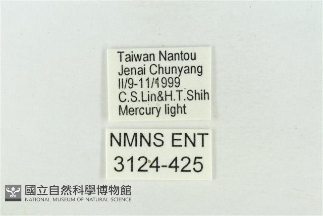 印華波紋蛾藏品圖，第3張