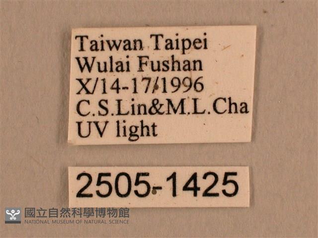 背線天蛾藏品圖，第3張