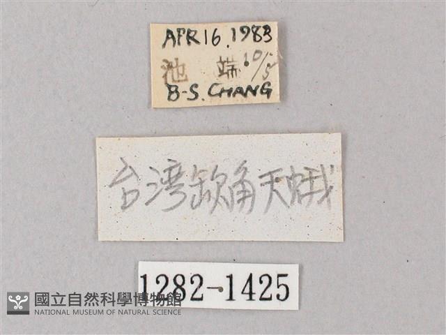 臺灣缺角天蛾藏品圖，第3張