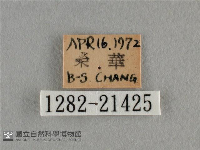 豆波灰蝶藏品圖，第3張