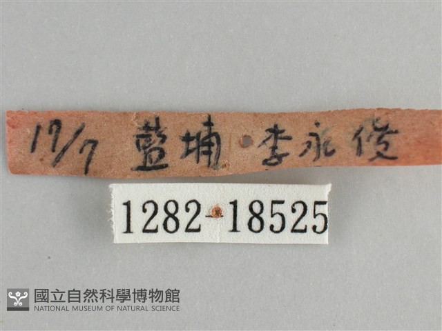 青眼蛺蝶、孔雀青蛺蝶藏品圖，第3張