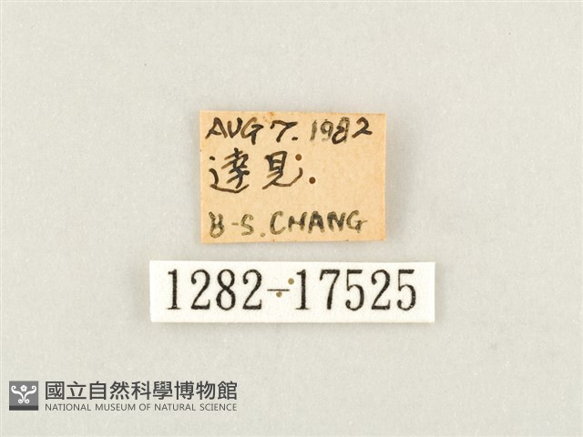 寬帶線蛺蝶藏品圖，第3張