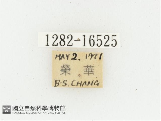 黃肩長腳花金龜藏品圖，第2張