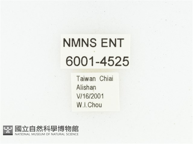 巴蘭陷紋金龜藏品圖，第2張