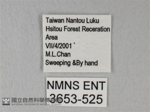 緣點白粉蝶藏品圖，第3張