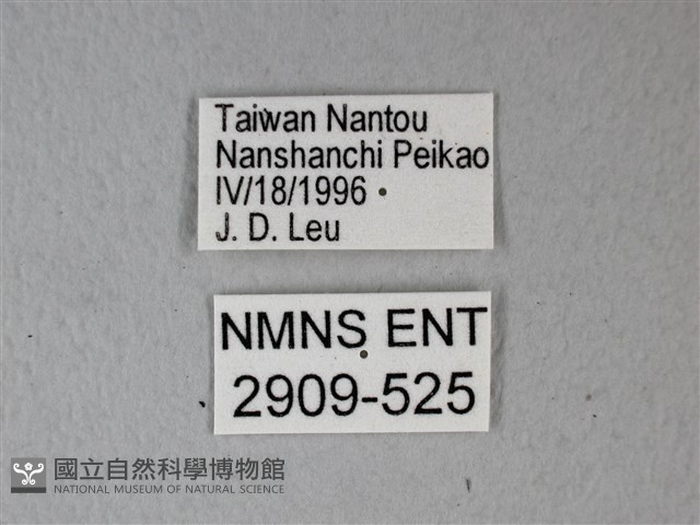 異粉蝶、雌白黃蝶藏品圖，第3張