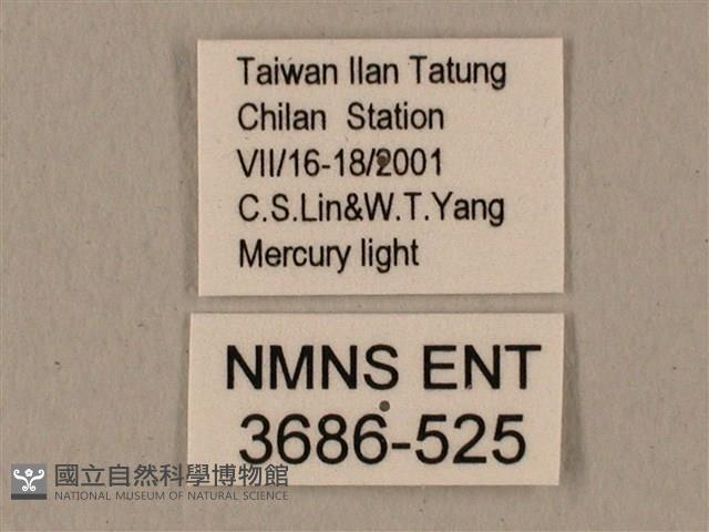 半緣缺角天蛾藏品圖，第3張