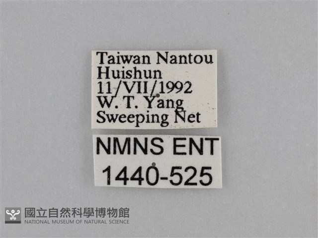 異紋紫斑蝶藏品圖，第3張