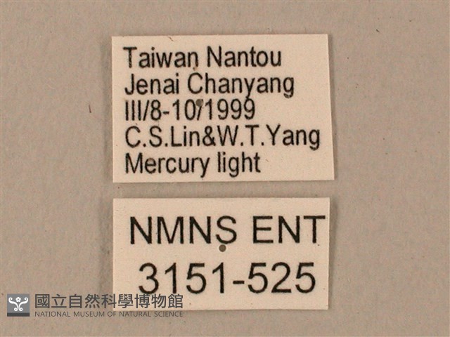 臺灣鋸翅天蛾藏品圖，第3張