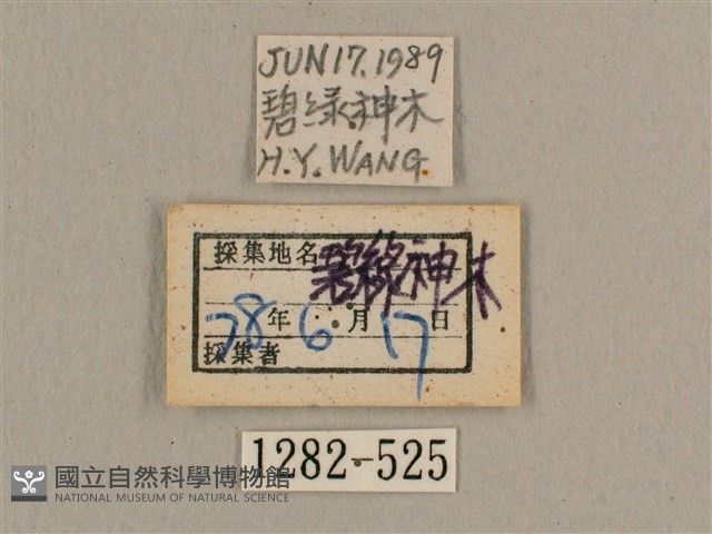 背帶長喙天蛾藏品圖，第3張