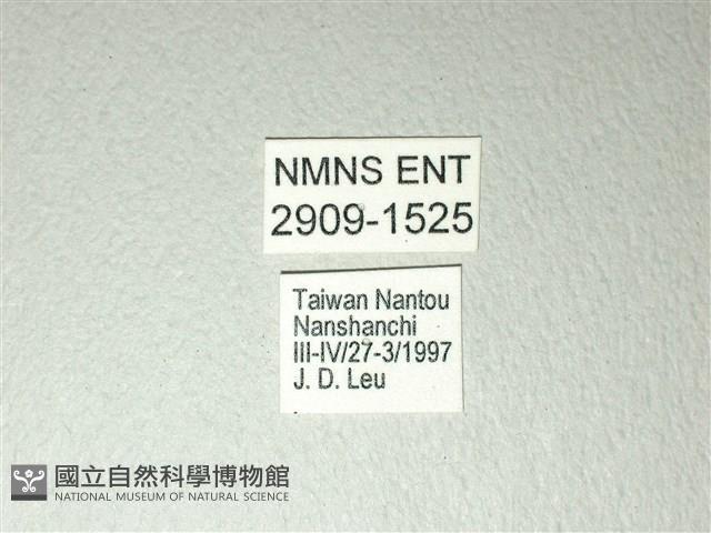 黃星斑鳳蝶藏品圖，第3張