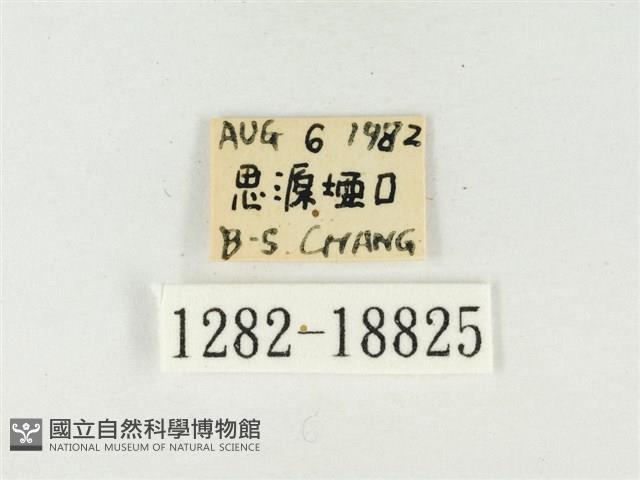 青雀斑灰蝶藏品圖，第3張
