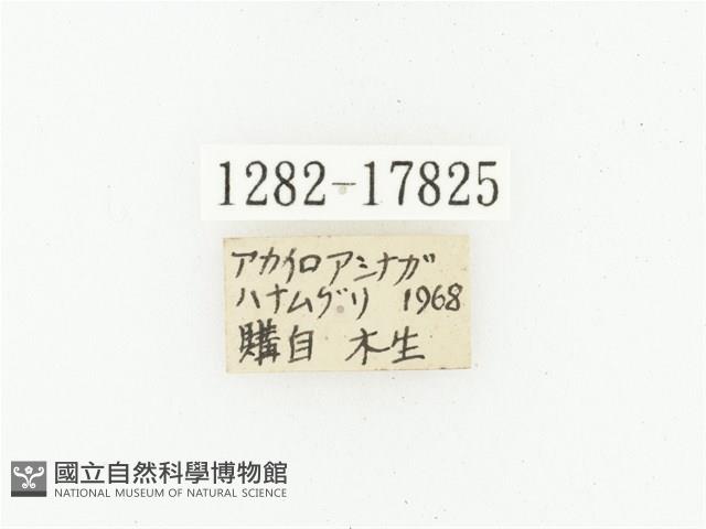 血紅虎斑花金龜藏品圖，第2張