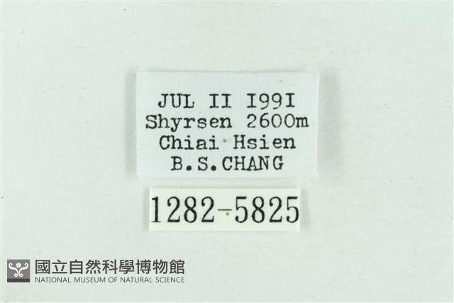 粉紅帶散紋夜蛾藏品圖，第3張